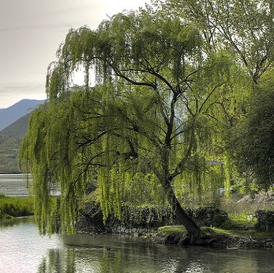 Salicylic Acid (BHA) สารสกัดจากเปลือกของต้นวิลโล่ Salicylic Acid (BHA) สารสกัดจากเปลือกของต้นวิลโล่